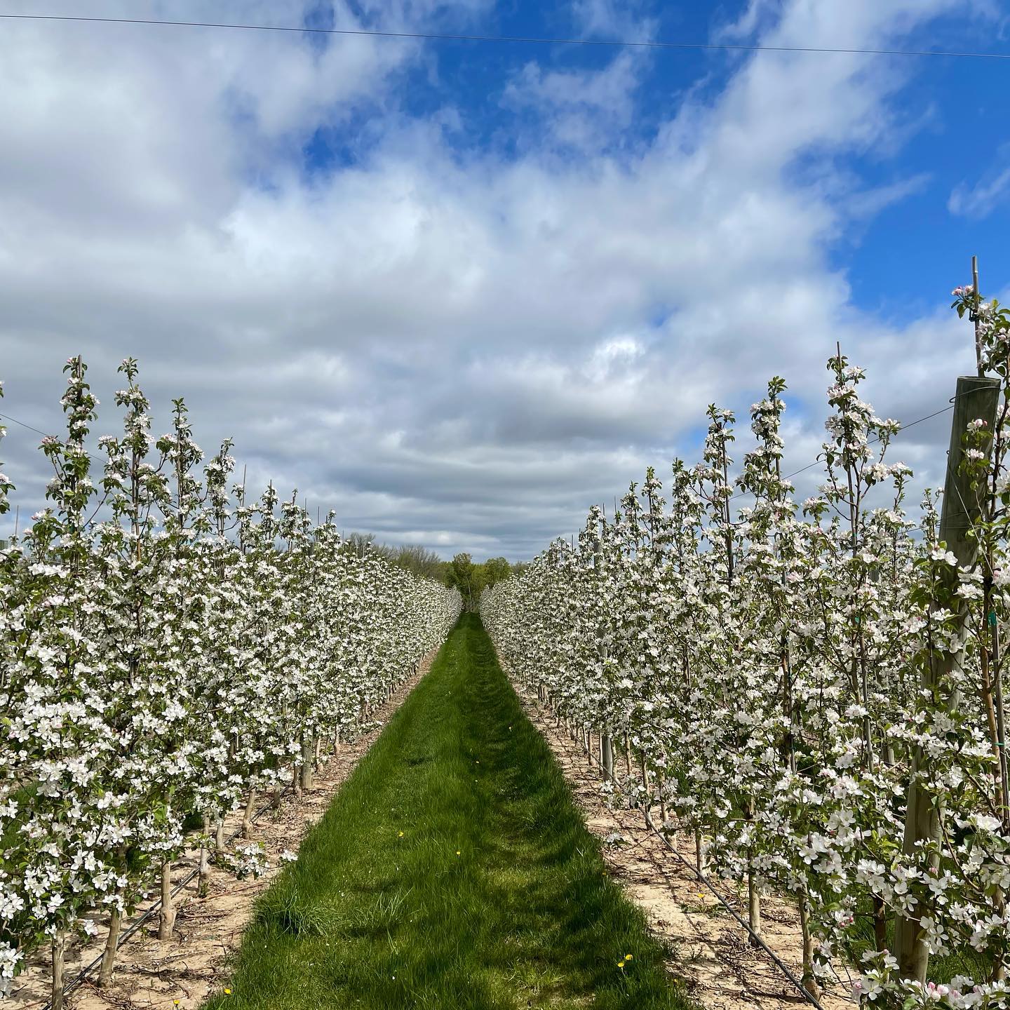 Pux Cider Farm